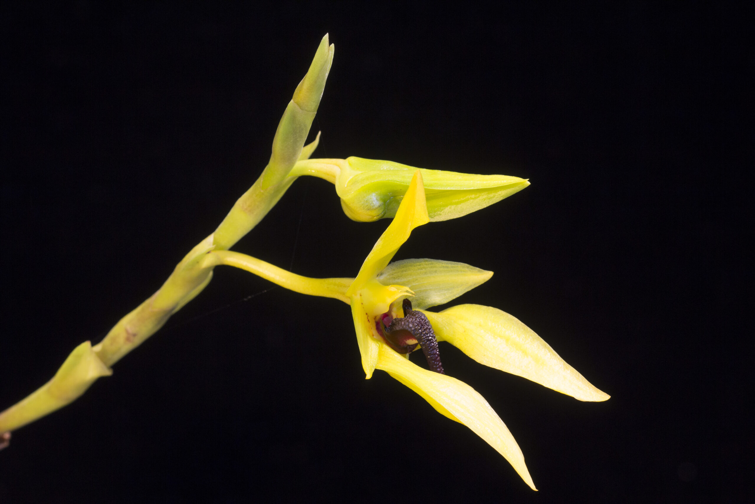 Bulbophyllum amplebracteatum carunculatum_027910