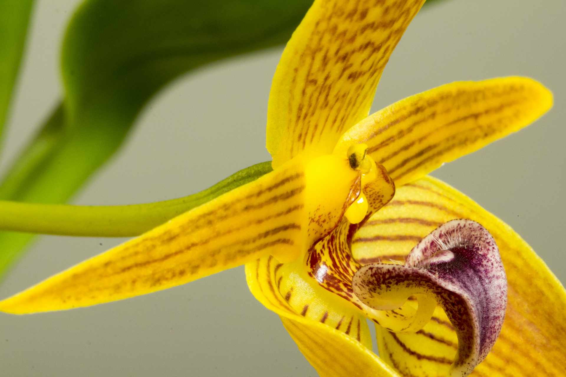 Bu;bophyllum smitinandii