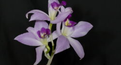 Laelia anceps