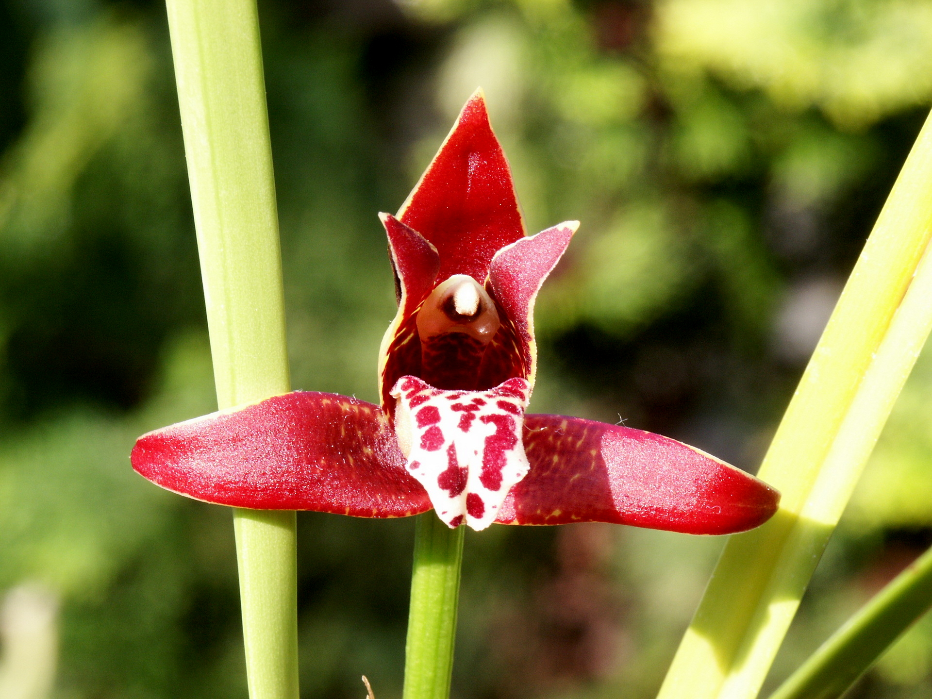 Maxillaria curtipes