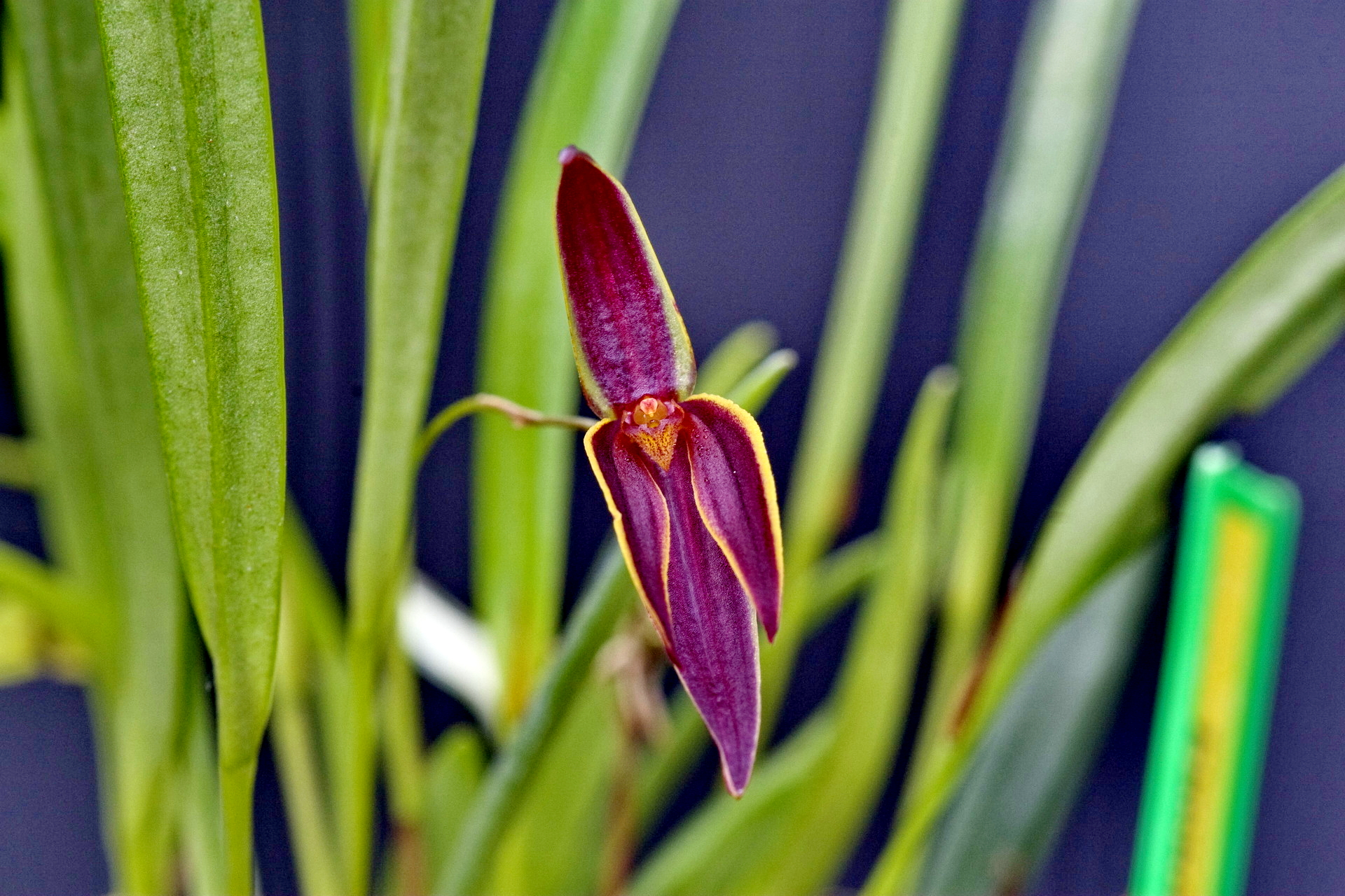 Pleurothallis alainii
